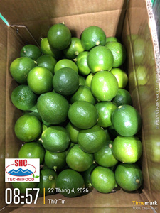 มะนาวเวียดนามไร้เมล็ดสดใหม่ – คุณภาพสูง กลิ่นหอมเข้มข้น เหมาะสำหรับผู้นำเข้า - Product Image 1
