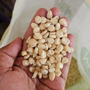 Semillas de Maíz Encerado Orgánico de Alta Calidad a Excelente Precio para Cocina Saludable, Cereales, Industria de Snacks, a Granel - Product Image 1