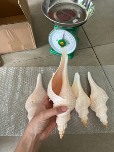 Coquillages blancs de grande taille en gros pour la fabrication de bijoux, l'artisanat fait main et la décoration sur le thème de l'océan - Product Image 3