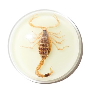 Golden Scorpion Real Specimen Plastic Cabochon Round 38.5x38.5 mm Glow Flat Bottom for Crafts and Jewelry Making - Product Image 3