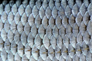 Écailles de poisson de qualité supérieure, export du Vietnam, source de collagène marin - Product Image 3