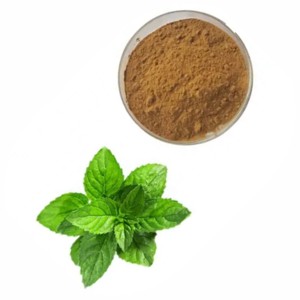 Extracto de Hoja de Menta Prima Premium en Polvo 10:1, Extracto Herbal Natural de Mentha Piperita para Té Herbal y Bienestar Digestivo - Product Image 2