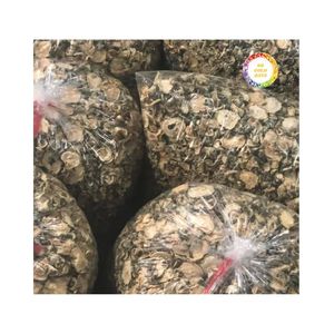 Melón de Invierno Deshidratado en Rodajas al por Mayor de Vietnam con Calidad Premium, Larga Vida Útil, Apto para Exportación - Product Image 2