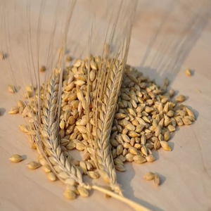 Bulk Sale Of High quality <b>Barley</b> Grains for animal feed <b>barley</b> Grains - Product Image 6