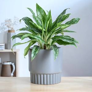 Maceta Cuadrada de Cerámica Mate con Orificio de Drenaje, Diseño Moderno y Minimalista, Soporte Duradero para Plantas de Interior - Product Image 2