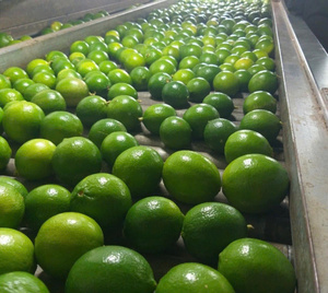 Citron vert sans pépins de qualité supérieure, naturel, frais, du Vietnam - Normes internationales, bon pour la santé, type ANNA DO - Product Image 3