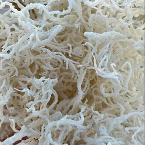 Mousse d'algues irlandaise d'origine vietnamienne – Kappaphycus Alvarezii (Cottonii) et Eucheuma Denticulatum (Spinosum) - Product Image 3