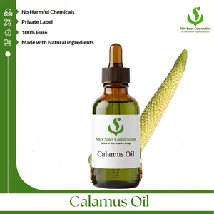 Fournisseur en gros d'huile de calamus pure, proposant une huile essentielle de haute qualité pour les cosmétiques, les soins personnels et les parfums internationaux - Product Image 1