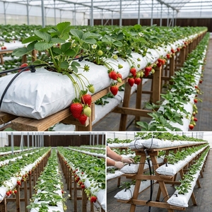 Readymade Direct Factory Non Woven Plastic Grow Bags 1000mL Capacity All-Season for Hydroponics Garden Farm Use Black White - Product Image 5