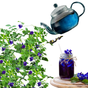 Offre Spéciale : Fleurs de Pigeonwings Asiatiques Séchées, Matière Première pour Thé Bleu, Origine Vietnam, Sachet Zip 100g, Vente en Gros, Prix Fabricant - Product Image 3