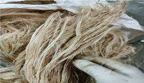 Fibre de banane 100 % écologique, extraite du pseudostème de banane, pour la fabrication de fils, de cordes et de tapis - Product Image 5