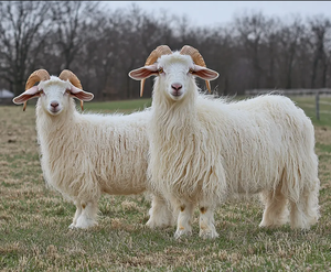 Chèvres Angora pour l'élevage commercial de mohair et la vente en gros - Marque NMF (PVT) LTD - Fabricant d'Afrique du Sud - Product Image 3