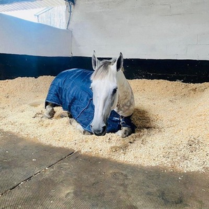 Virutas de Madera de Alta Absorción, Material de Cama para Control de Humedad para Ganado, Aves de Corral, Caballos y Mascotas - Product Image 6