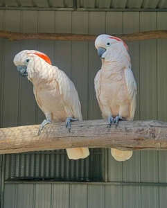 Moluccan Cockatoo Birds for Aviculture Breeding Ornamental Bird Farms <b>Aviaries</b> and Wholesale Supply - Product Image 1