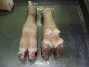 Pieds de bœuf et pieds de vache certifiés HALAL de haute qualité, surgelés IQF, emballés sous vide, qualité alimentaire - Product Image 4