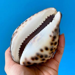 Coquillage de cauris poli en matériau naturel biologique avec taches brunes, base crème, forme naturelle pour l'art, les objets de collection et la présentation - Product Image 2