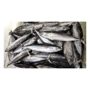 Poisson bonite congelé en gros, prix réduit, qualité supérieure, produits de la mer - Product Image 3