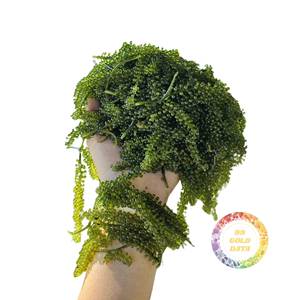 OFERTA ESPECIAL: Uvas de Mar Vietnamitas Premium, Umibudo Natural Seco, Caviar Verde, Larga Vida Útil, Ingrediente de Fácil Preparación - Product Image 5