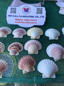 Coquillages naturels écologiques du Vietnam |   Coquillages décoratifs pour l'artisanat, la décoration intérieure, les loisirs créatifs et la vente en gros - Product Image 5