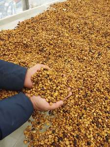 Café Arabica vert de qualité supérieure, meilleur prix avec commande en gros, spécialité, avec un procédé naturel, saveur fruitée, provenant de Son La - Product Image 2