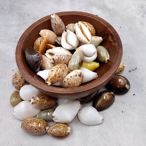 Conchas de cauri naturales a precio competitivo para la venta, conchas marinas para la elaboración de joyería y decoración - Product Image 1