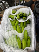 Vietnam Verse Cavendish Bananen Zorgvuldig Geselecteerd Voor Export Zoet En Voedzaam Ideaal Voor De Detailhandel En Foodservice