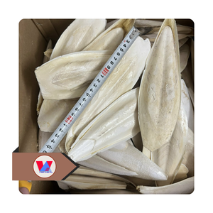 Hueso de Sepia Ecológico Blanco Marfil de 12-15cm, el Más Vendido, para Pájaros y Suplemento de Calcio - Product Image 1