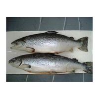 Saumon en gros, saumon congelé (produits de la mer)