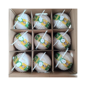 เนื้อมะพร้าวอ่อนแบบขายส่งจากโรงงานในเวียดนาม - Product Image 4