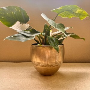 Ensemble de pots en métal doré avec une plante verte feuillue dans un style bol, récipients décoratifs pour usage intérieur et extérieur - Product Image 4