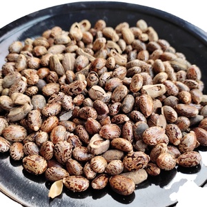 Semillas de ricino indio para uso agrícola comercial - Product Image 4