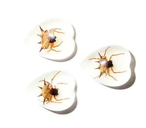 Spiny <b>Spider</b> Real Specimen <b>Plastic</b> Cabochon Heart 17x21 mm Glow Flat Bottom for Crafts and Jewelry Making - Product Image 2