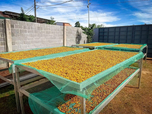 Granos de Café Verde, Proceso Natural, Criba 16, Alta Calidad, Nueva Cosecha 2025 2026, Variedad Robusta - Product Image 3