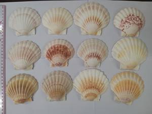 CONCHAS DE VIEIRA NATURALES / LIMPIADAS Y SECADAS AL SOL / LISTAS PARA DECORACIÓN O PARA SERVIR COMIDA / SEÑORA ALINA - Product Image 2