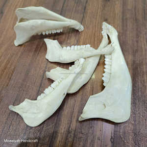 Venta caliente La mejor calidad de la mandíbula de cabra pulida blanca hecha a mano real Mandíbula de cabra de calidad natural con tamaño personalizado al precio más bajo - Product Image 1