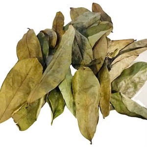 Prix le plus bas garanti! Feuilles de Corossol fraîches et séchées Tisane de qualité supérieure Meilleur pour votre santé Expédition rapide dans le monde entier - Product Image 6