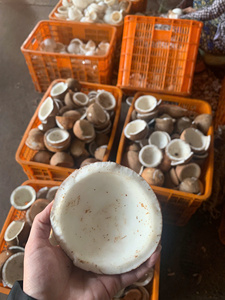 เนื้อมะพร้าวแช่แข็ง IQF บรรจุสุญญากาศ ทำจากเนื้อมะพร้าวสด สำหรับเครื่องดื่ม ของหวาน สูตรอาหาร บรรจุจากเวียดนาม - Product Image 3