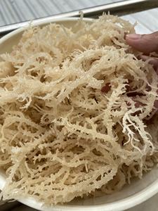 Venta al por mayor OEM embalaje a granel seco Laver Seamoss Eucheuma Cottonii sal algas Ulva Lactuca musgo irlandés en bolsas de musgo irlandés - Product Image 3