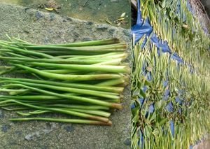 Corde de jacinthe d'eau tressée naturelle écologique du Vietnam pour la décoration intérieure, la fabrication de meubles et l'artisanat - Product Image 5