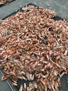 Poudre de crevettes séchées en sachet, ingrédient naturel de fruits de mer du Vietnam - Product Image 4