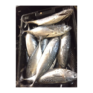 Poisson bonite congelé en gros, prix réduit, qualité supérieure, produits de la mer - Product Image 5