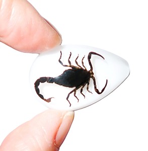 Cabochon Black Scorpion Pear Shape Cut <b>Top</b> 33x22 mm White Flat Bottom for Crafts and Jewelry Making - Product Image 2