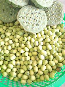 Semillas de loto frescas a granel Origen de Vietnam Suministro de exportación al por mayor con calidad de alto grado Precios asequibles Compradores internacionales - Product Image 3