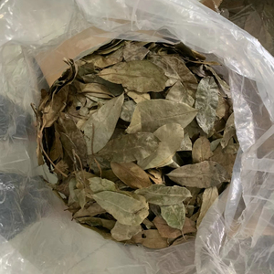 โรงงานเวียดนาม ใบเต้าร้อยปีกแห้ง ชาสมุนไพรกราวิโอลา ใบธรรมชาติ ผู้ผลิต ผู้จัดจำหน่าย ขายส่ง ส่งออก - Product Image 1