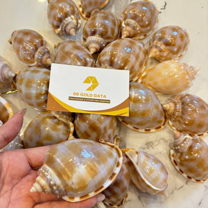 เปลือกหอยฝากระโปรงธรรมชาติเปลือกหอยเปลือกหอยเปลือกหอยเป็นจำนวนมากสำหรับการทำเครื่องประดับงานฝีมือและของที่ระลึก - Product Image 1