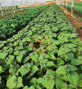 ใบงาแห้งทำจากใบงาระ100% บรรจุภัณฑ์ตามธรรมชาติฉลากตามสั่งแหล่งกำเนิดของเวียดนาม - Product Image 2