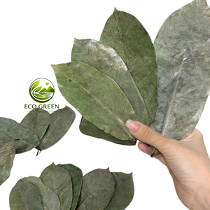 Hojas de Guanábana Naturales de Primera Calidad, Hoja de Graviola para la Producción de Bebidas Funcionales, Té de Hierbas y Productos de Bienestar - Product Image 1