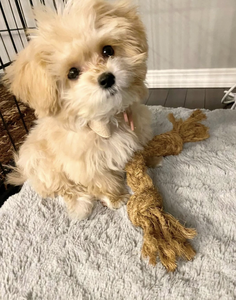 Masticable de Coco 100% para Perros que los Perros Adoran - Saludable, Sabroso y Duradero, Venta al por Mayor, OEM - Product Image 4