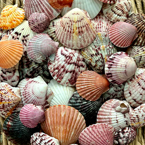 CONCHAS DE VIEIRA NATURALES / LIMPIADAS Y SECADAS AL SOL / LISTAS PARA DECORACIÓN O PARA SERVIR COMIDA / SEÑORA ALINA - Product Image 3