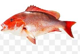 Surimi de Pescado Congelado de Primera Calidad ROMAN TROOPS, Mejor Duración de 24 Meses, Almacenamiento Conveniente, Fabricante Meerut India 1 - Product Image 2